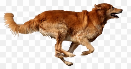 Dog Running Png - Emoji