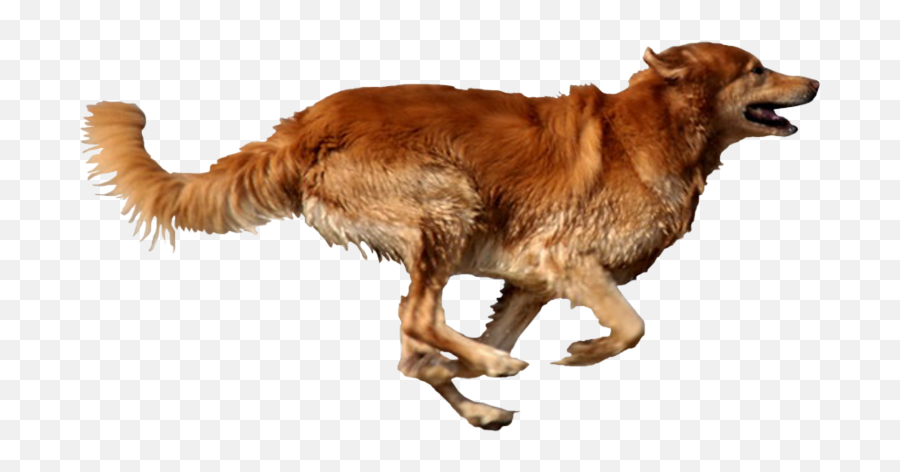 Dog Running Png - Dog Running Png Emoji,Running Emoji Png