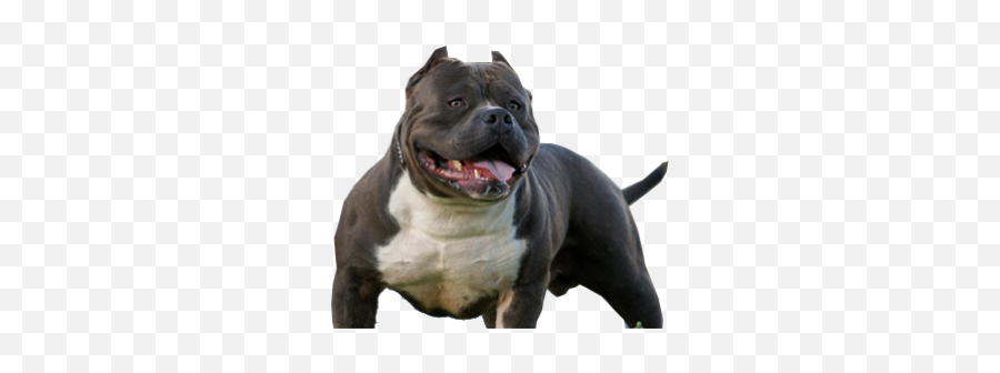 Pitbull With Images Bully Breeds Dogs Bully Dog Bully - Old English Terrier Emoji,Pitbull Emoji