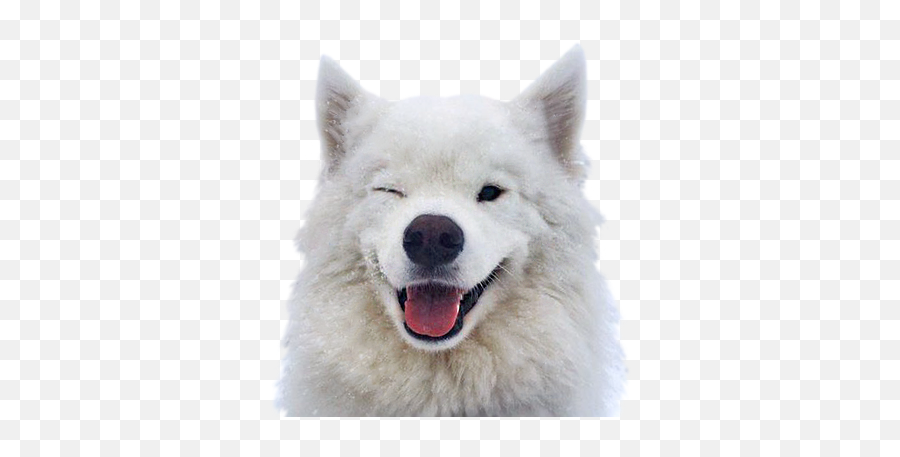 Funny Doge - Cat Yawns Emoji,Doge Emoticon