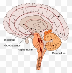 Cannonu2013Bard theory - Wikipedia Bulbar Region Of Brain Emoji