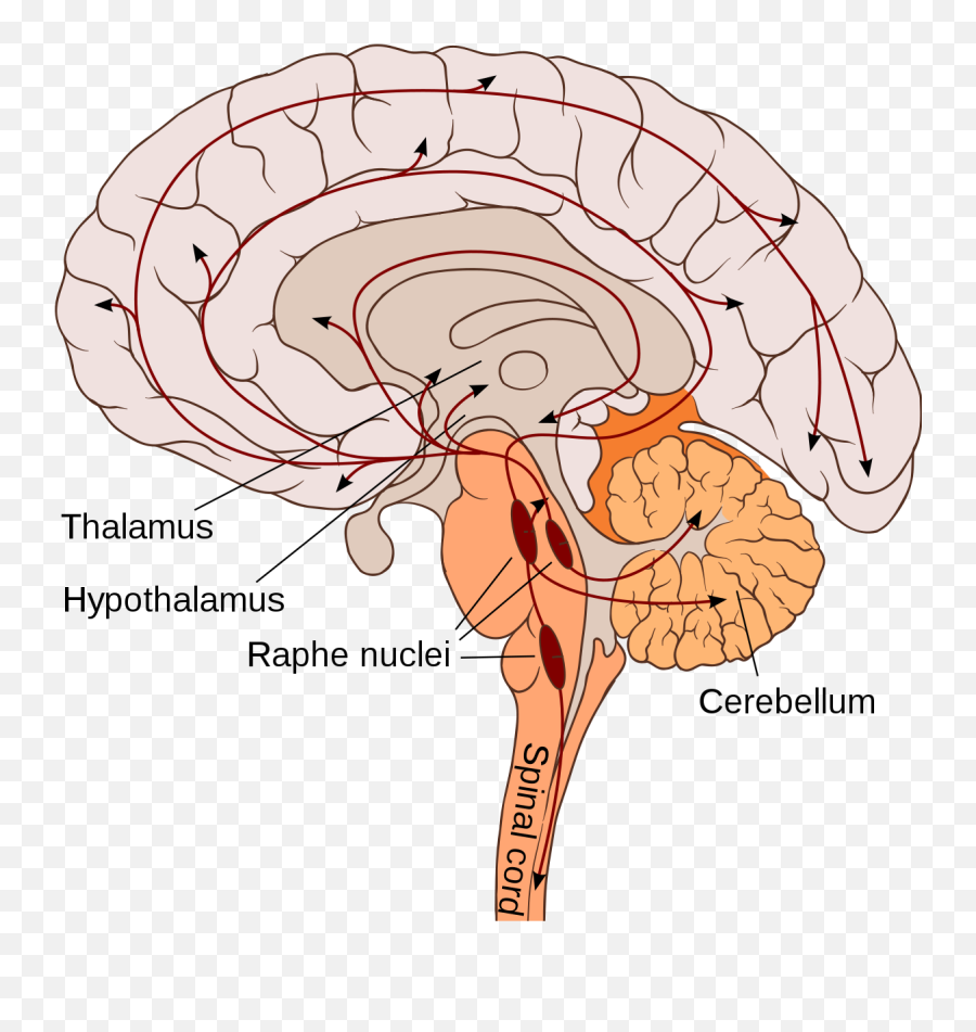 Cannonu2013bard Theory - Wikipedia Bulbar Region Of Brain Emoji,Nervous Emoticons