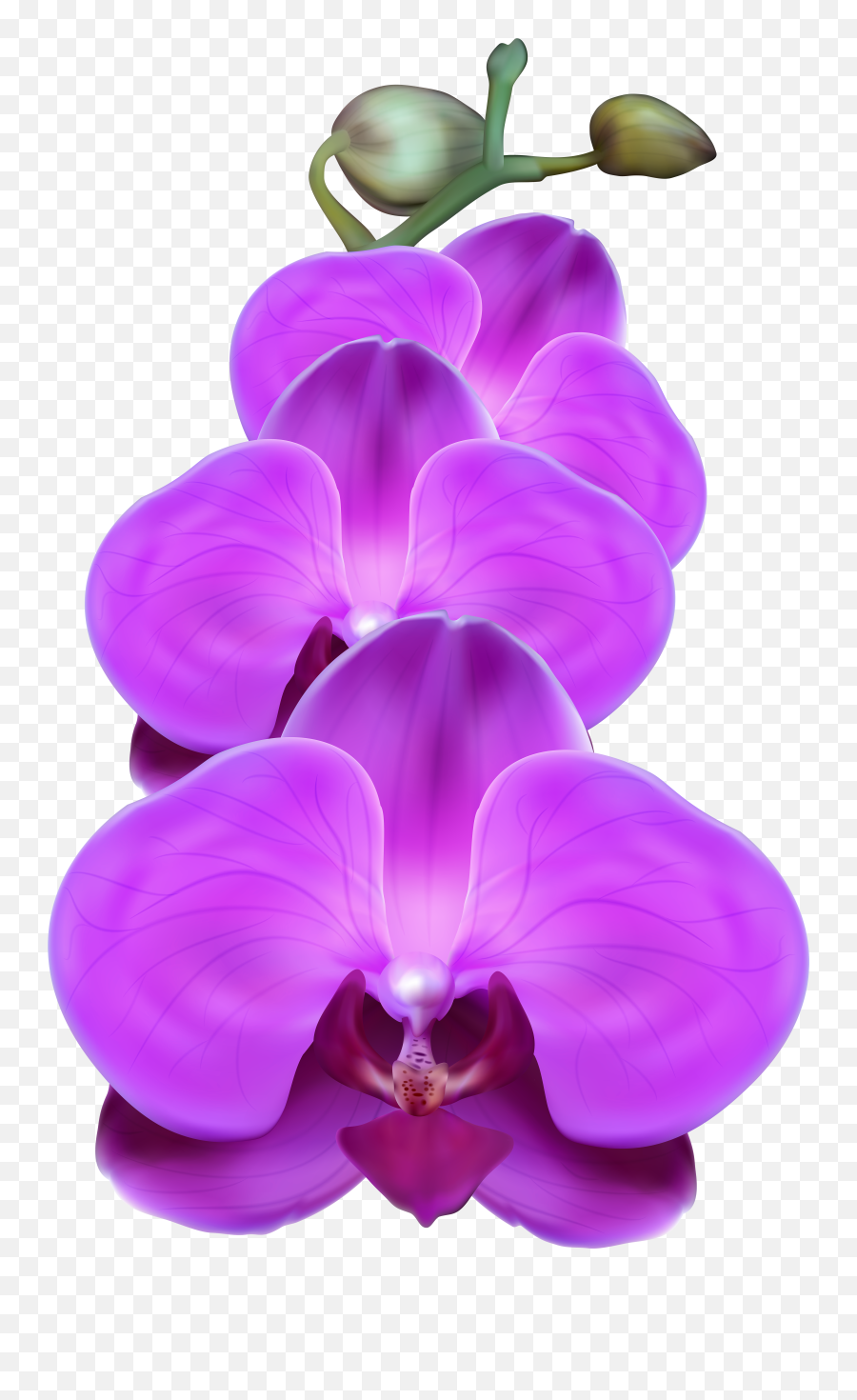 Transparent Png Clipart Free - Purple Orchids Transparent Background Emoji,Orchid Emoji