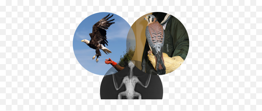 Raptor Academy The Raptor Center - Bald Eagle Emoji,Hawk Emoji