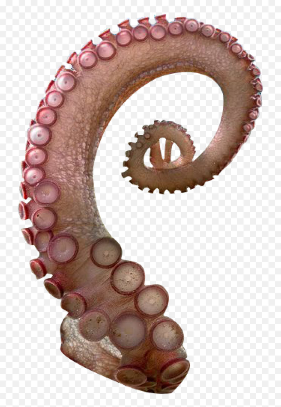 Tentacle Octopus Freetoedit - Transparent Tentacle Png Emoji,Tentacle Emoji