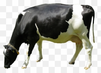 cow Sticker by Heidi Nice - Cow Emoji