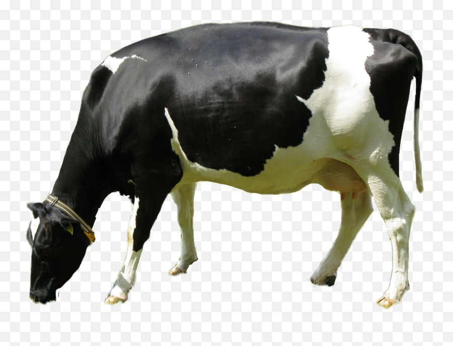 Cow Sticker By Heidi Nice Nice - Cow Emoji,Cow Emoji Text
