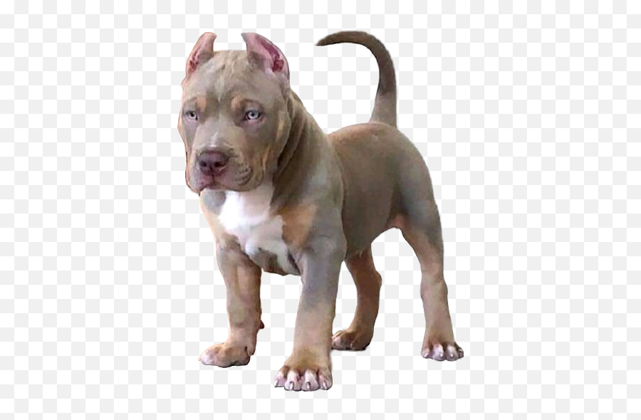 Edit - Pit Bull Emoji,Pitbull Emoji