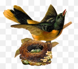 Eggs Clipart Nest Eggs Nest - Bird In Nest Png Emoji,Oriole Emoji