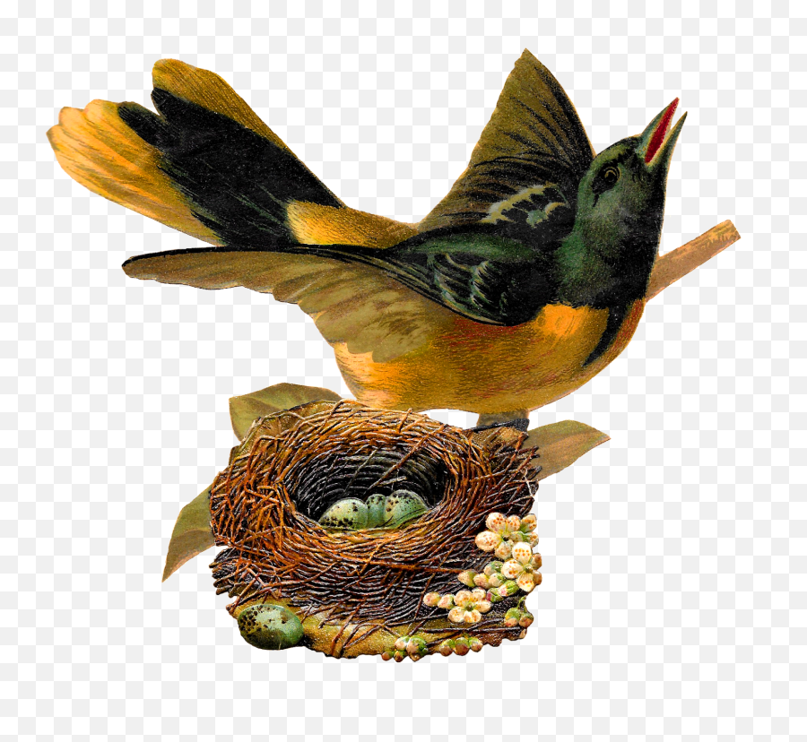 Eggs Clipart Nest Eggs Nest - Bird In Nest Png Emoji,Oriole Emoji