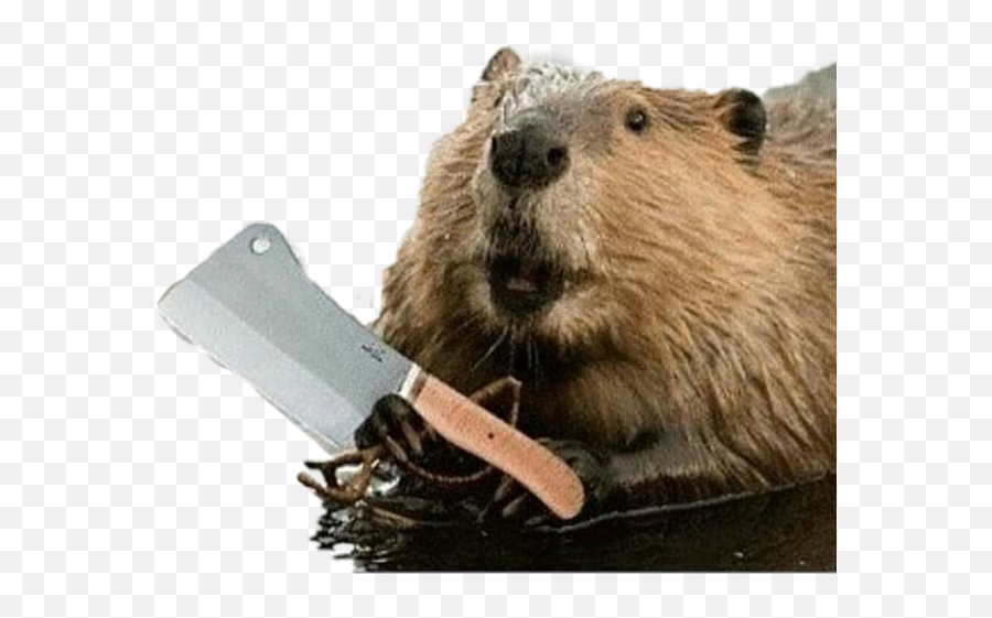 Popular And Trending Beaver Stickers - Mess With The Gecko You Get A Pecko Emoji,Beaver Emoji