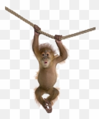 Baby Orangutan On Rope - Transparent Monkey Png Emoji