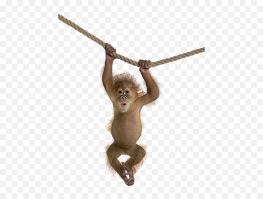 Baby Orangutan On Rope - Transparent Monkey Png Emoji,Orangutan Emoji
