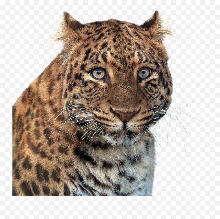 Panther Head Of Panther Animal Feline - Imagenes Png De Animales Emoji,Tiger Bear Paw Prints Emoji