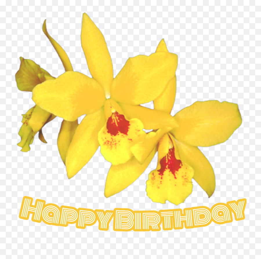 Orchid Orchids Orchidaceae Flowe - Happy Birthday With Yellow Orchids Emoji,Orchid Emoji