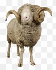 Sheep Ftestickers Freetoedit Sticker By Eva Adams - Ram Animal Png Emoji,Sheep Emoji