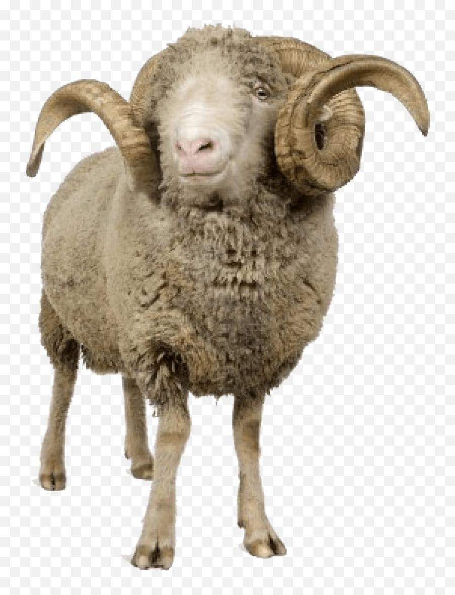 Sheep Ftestickers Freetoedit Sticker By Eva Adams - Ram Animal Png Emoji,Sheep Emoji