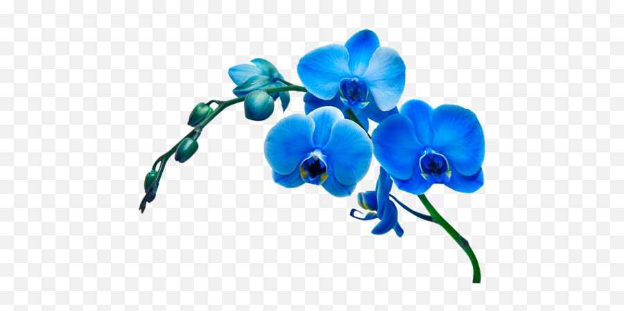 Pin - Blue Orchid Clip Art Emoji,Orchid Emoji