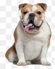 French Bulldog Old English Bulldog Pug American Bulldog - Old English Bulldog Png Emoji,Bulldog Emoji