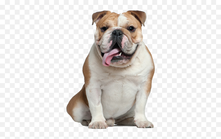 French Bulldog Old English Bulldog Pug American Bulldog - Old English Bulldog Png Emoji,Bulldog Emoji
