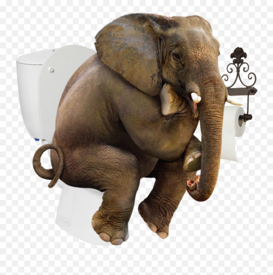 Largest Collection Of Free - Toedit Elephant Stickers On Picsart Sitting Elephant Emoji,Elephant Emojis