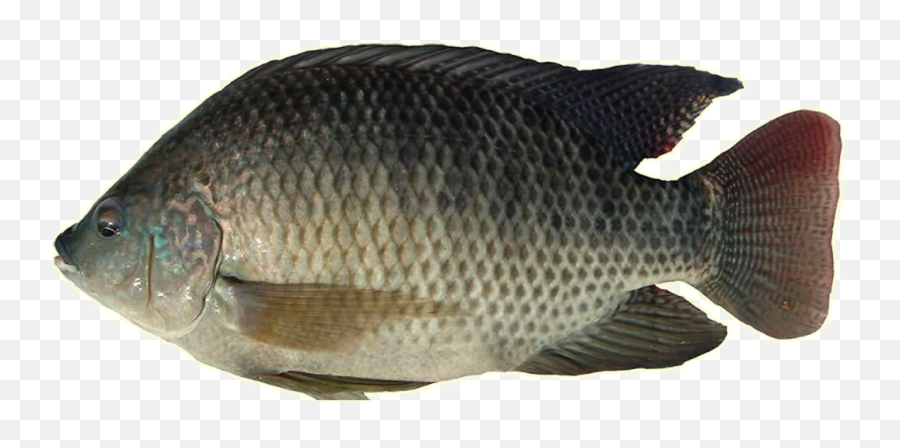 Download Tilapia - Tilapia Fish Png Png Image With No Fish Png Emoji,Seafood Emoji