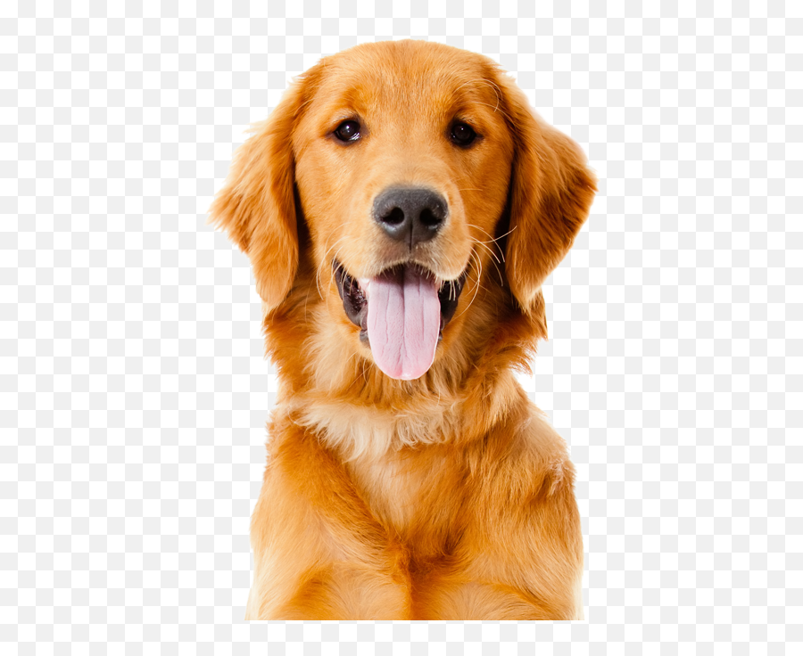 Dog Mammal Vertebrate Dog Breed Canidae - Animal Pictures Of Dogs Emoji,Golden Retriever Emoji