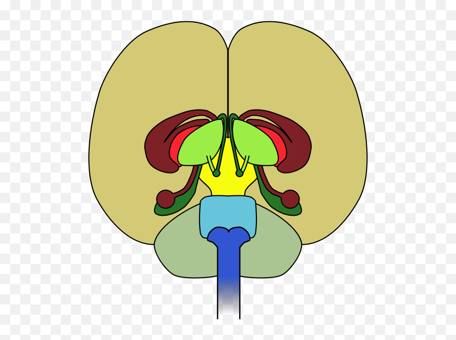 Brain - Diagram Of The Brain Front View Emoji,Jail Cell Emoji