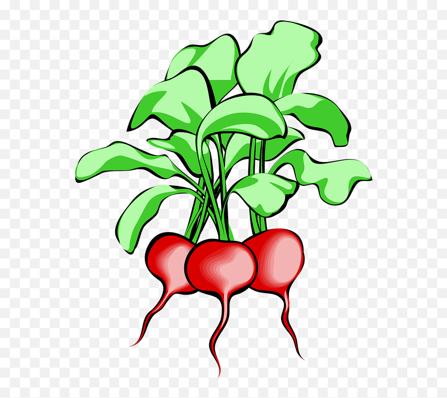 Beet Beetroot Vegetable - Clip Art Radish Emoji,Garlic Bread Emoji
