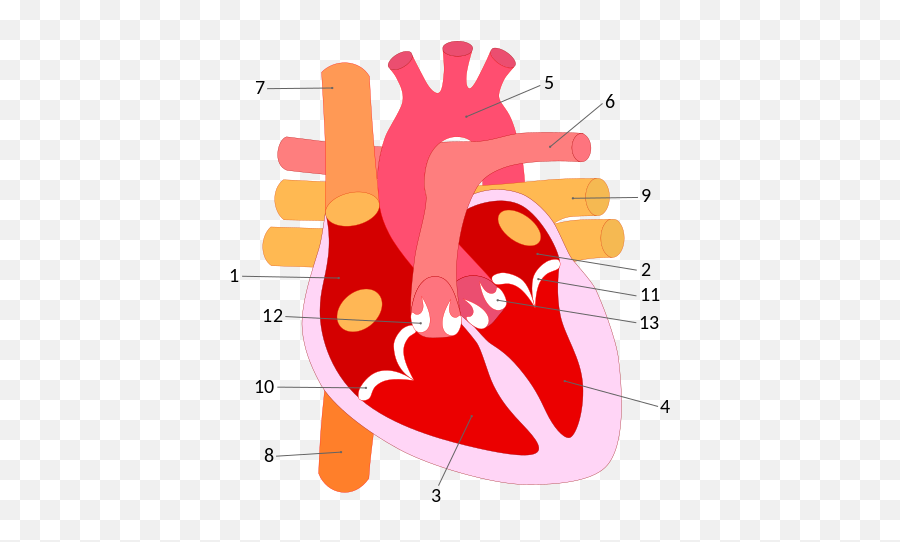 Human Heart Corazón - Cardiovascular System Review Emoji,Heart Made From Emojis