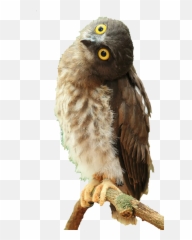 bird birds owl owls wildlife wildlifeanimals eyes widee - Birds Emoji