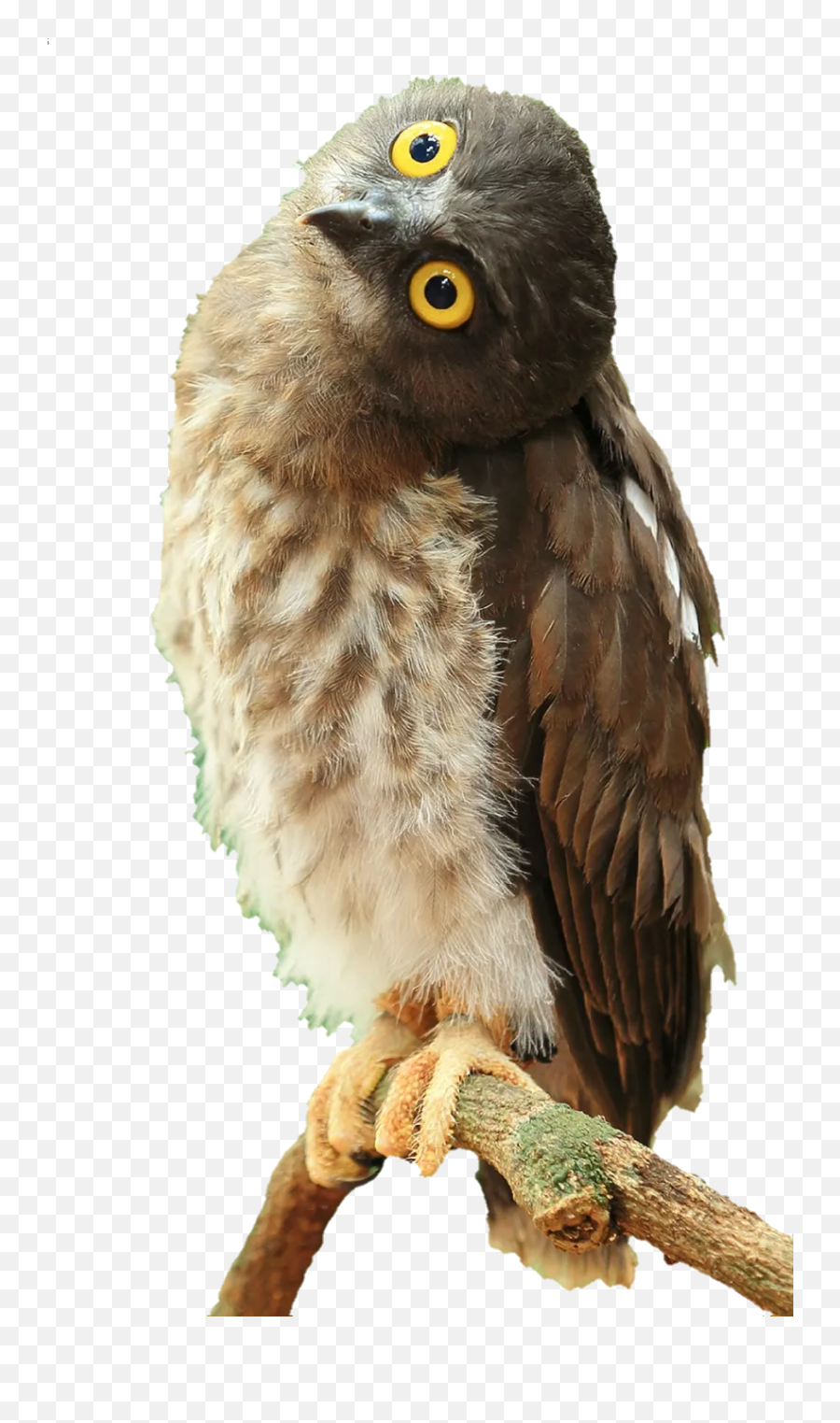 Bird Birds Owl Owls Wildlife Wildlifeanimals Eyes Widee - Birds Emoji,Wide Eyed Emoji