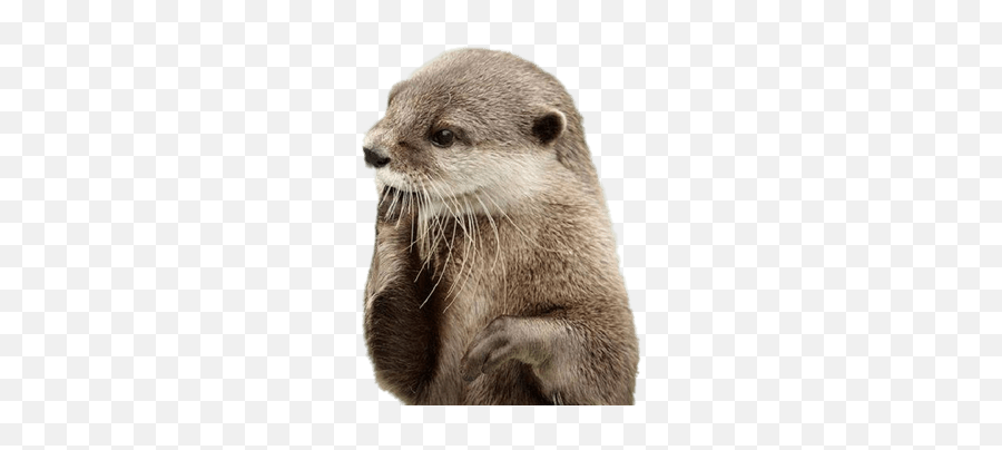 Search Results For Fingers Png Hereu0027s A Great List Of - Otter Png Emoji,Otter Emoji