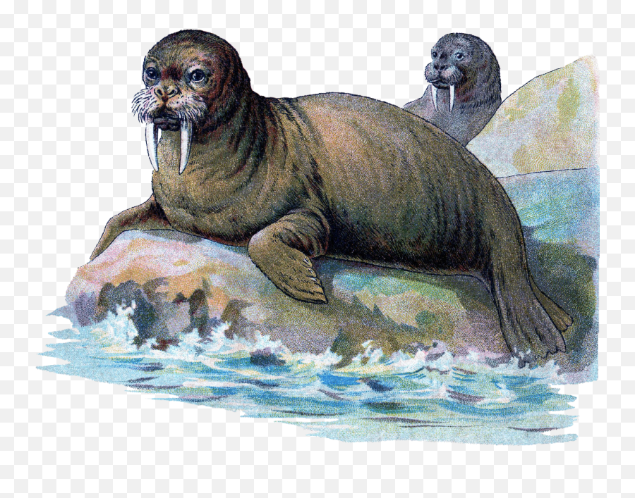 Beautiful Walrus Rock Graphic - Harbor Seal Emoji,Walrus Emoji