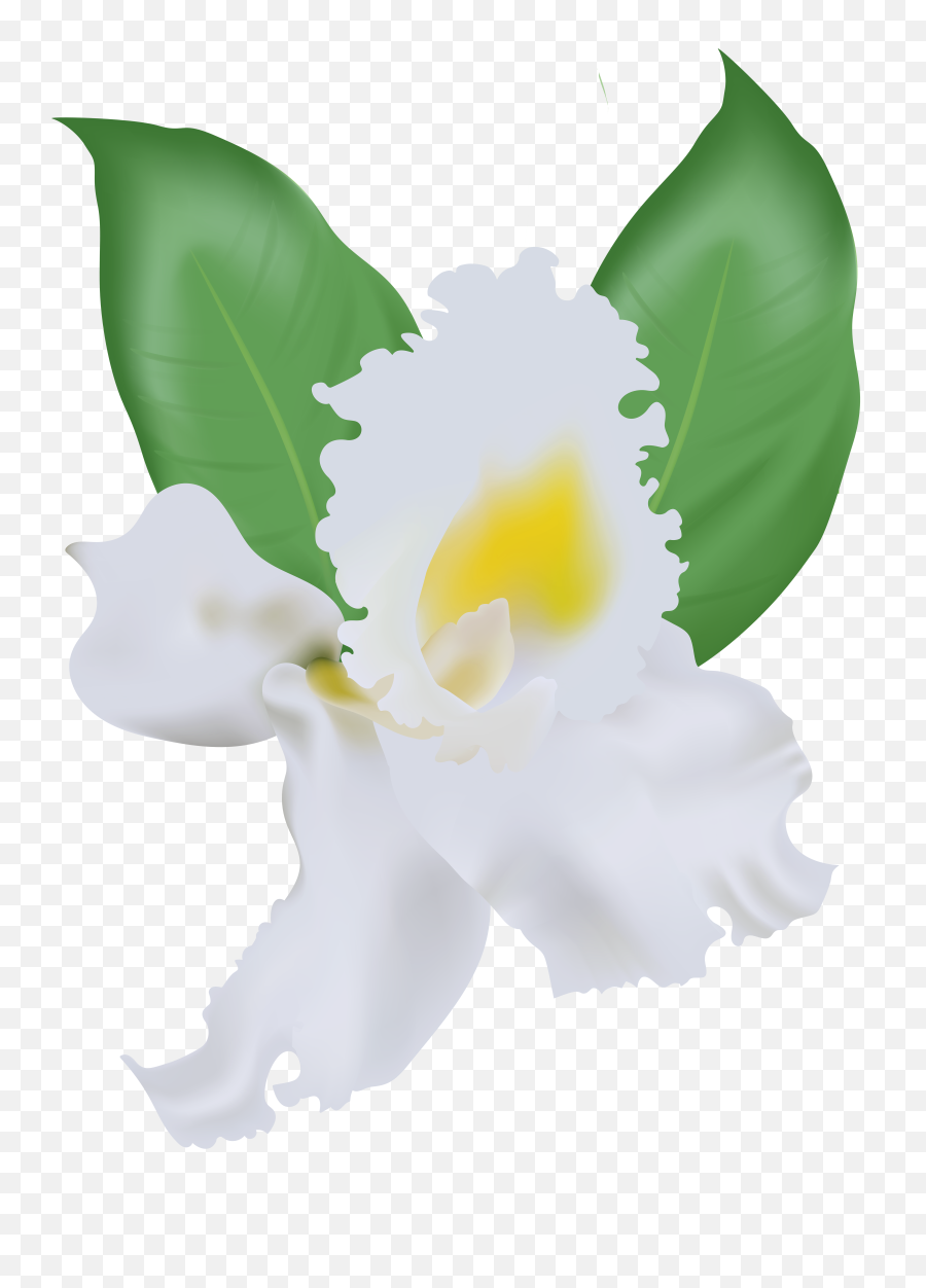 Clipart White Orchid Png - Lossless Compression Emoji,Orchid Emoji