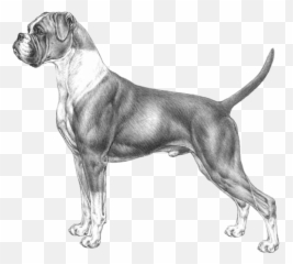Boxer - Disegni Di Cani Boxer Emoji,Boxer Dog Emoji