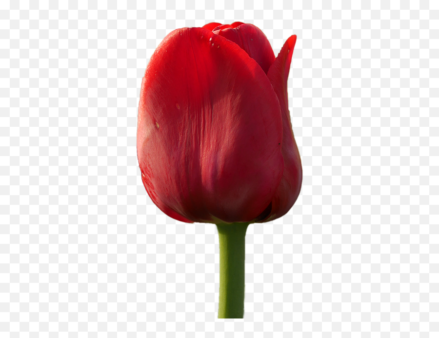 Blossom Bloom Flower Tulip Red - Tulipan Rojo Png Emoji,Sakura Blossom Emoji