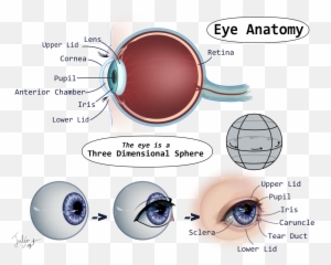 A Helpful Guide to Eyes by HeroDraws - CLIP STUDIO TIPS Circle Emoji