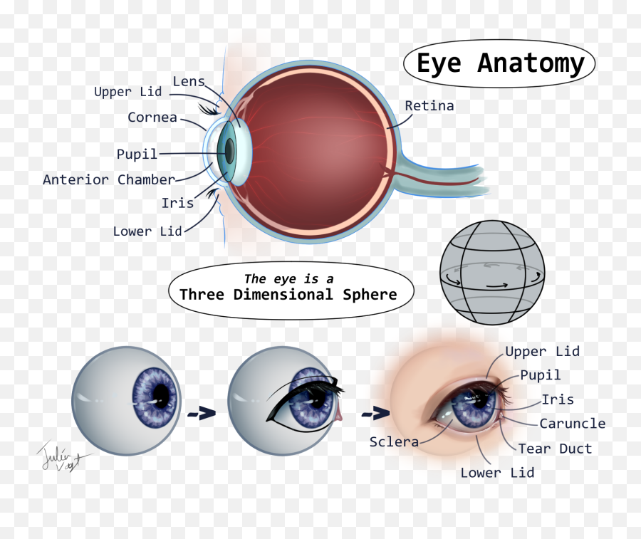 A Helpful Guide To Eyes By Herodraws - Clip Studio Tips Circle Emoji,Nervous Emoticons