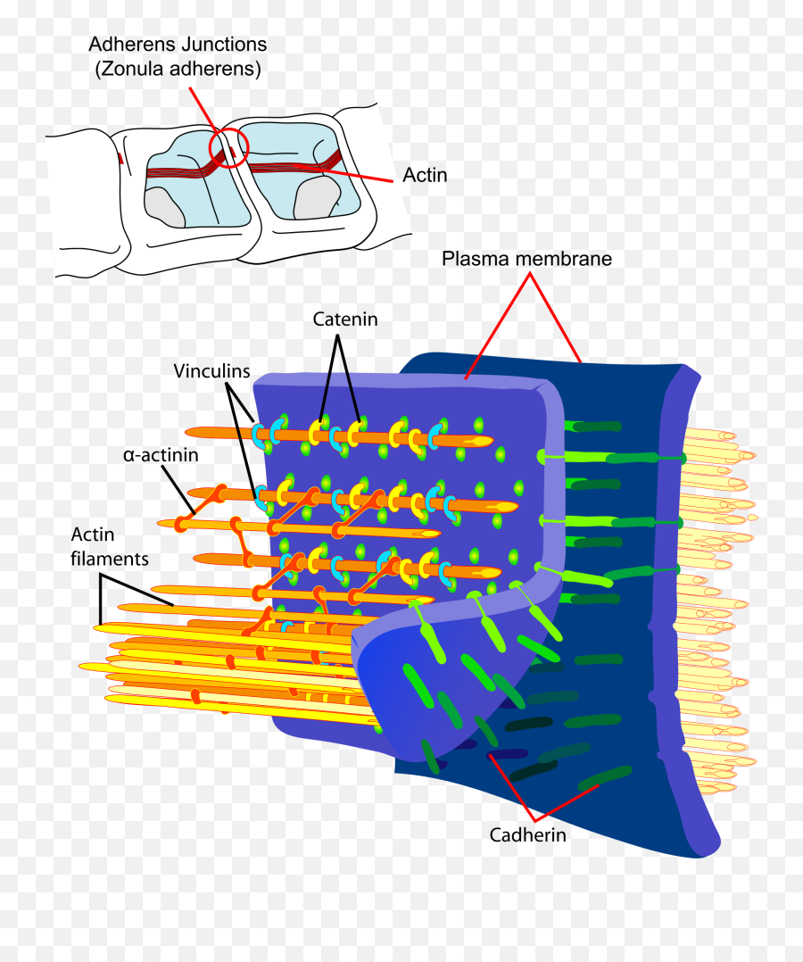 Cadherin - Adhesion Junction Emoji,Emojis Are Cancer