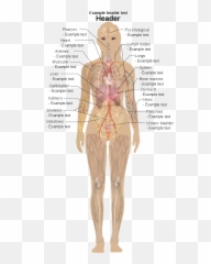 Female Shadow Template - Body Anatomy Emoji