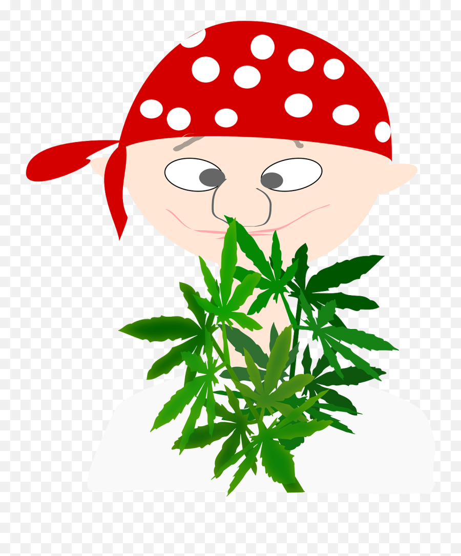 Pirate Boy Avatar Cannabis Euphoria - Botanist Clipart Emoji,Eye Roll Emoticon