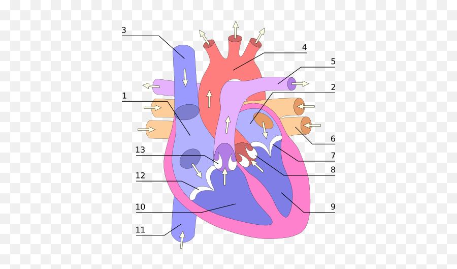 Heart Numlabels - Parts Of Heart Numbered Emoji,Emoji Level 77