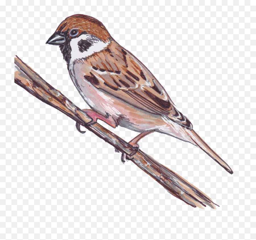Falcon Clipart Sparrow Falcon Sparrow - House Sparrow Emoji,Finch Emoji