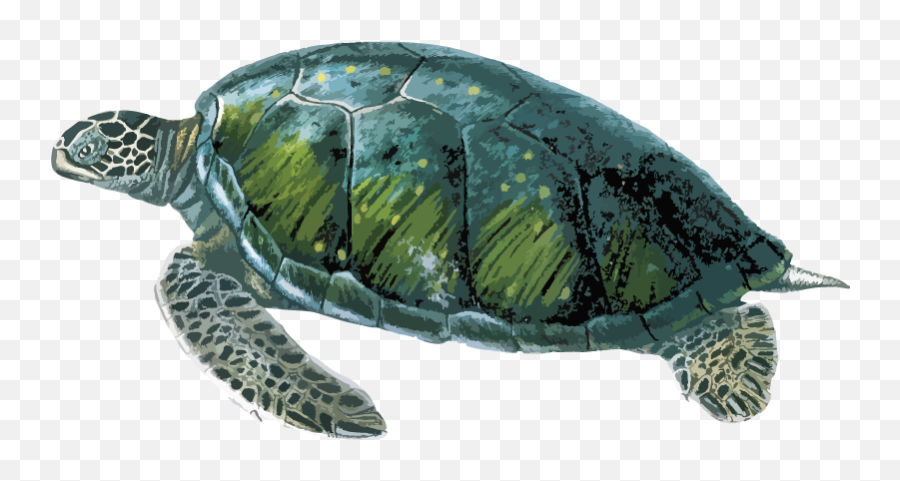 Realistic Turtle Laptop Decal - Loggerhead Sea Turtle Emoji,Turtle Skull Emoji