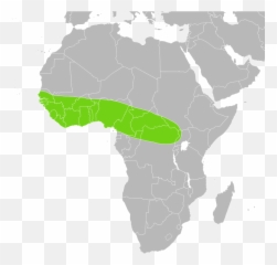Python Regius Distribution - Seychelles Sheath Tailed Bat Map Emoji,Nfl Emoji Keyboard