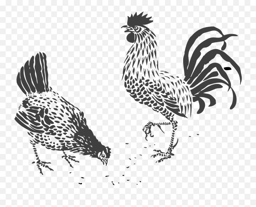 Chickens Rooster Hen Walk Stride - Black And White Chickens Drawing Emoji,Emoji Hand And Chicken