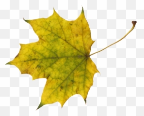 Sugar Maple Leaf Autumn - Portable Network Graphics Emoji