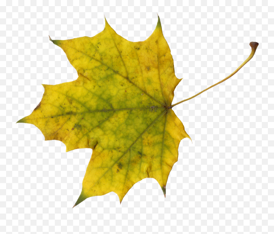 Sugar Maple Maple Leaf Autumn - Portable Network Graphics Emoji,Fall Leaf Emoji