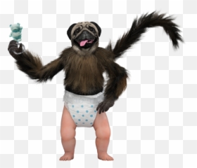 Blog u2014 Joester Loria Group - Puppy Monkey Baby Transparent Emoji